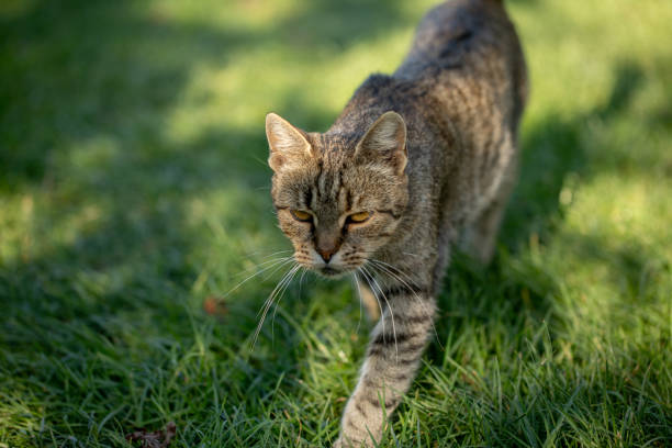 istock A wildcat confidently walks through the lush grass, exploring its natural environment 2198344645
