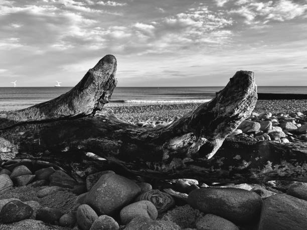 Driftwood and pebbles on Blyth beach in Northumberland