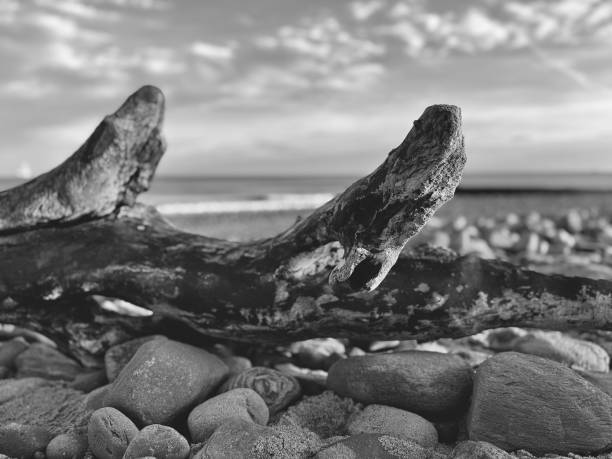 Driftwood and pebbles on Blyth beach in Northumberland