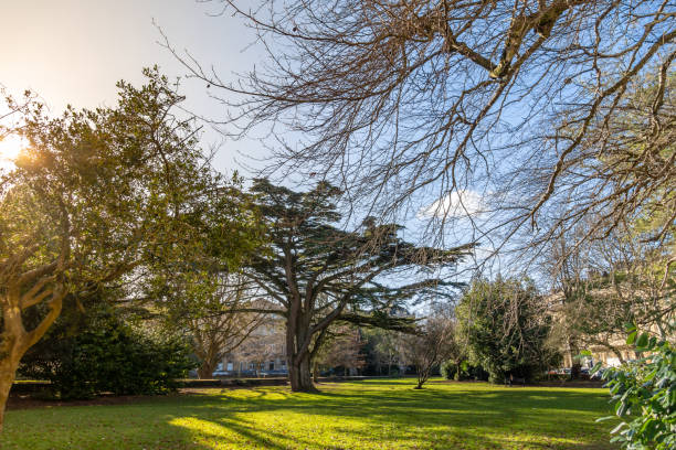 Trees in Victoria Square Public park in Bristol