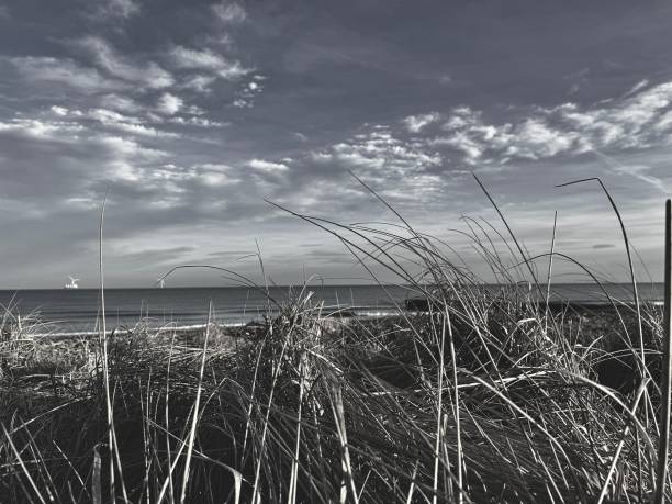 istock Marram grass at Blyth beach in Northumberland 2198344769