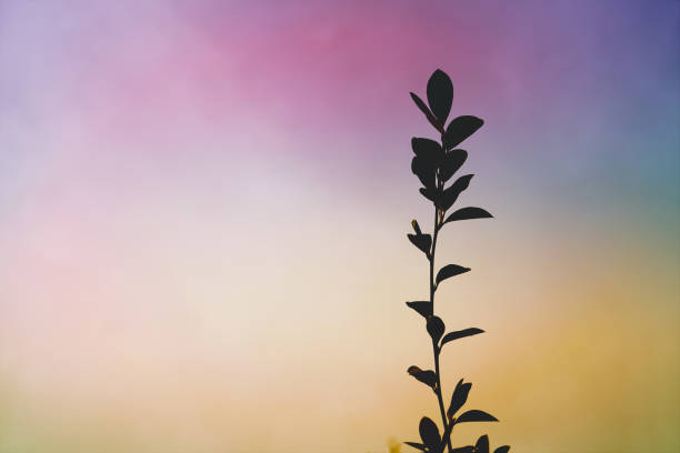 plant silhouette at sunset in spring season