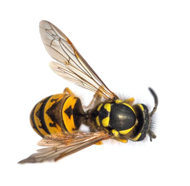 istock European common wasp German wasp Vespula Vulgaris 2198349442