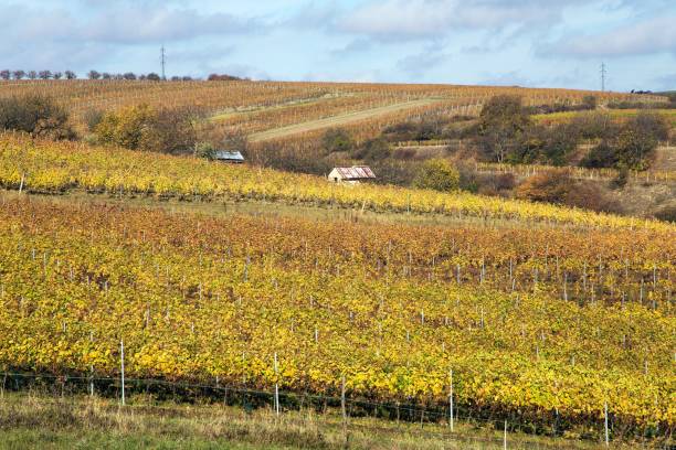 istock vineyard, autumn in the vineyard yellow coloured 2198349848