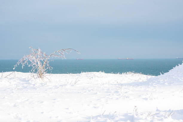 a huge field covered with snow and a bush covered with transparent ice. the winter sea is visible on the horizon