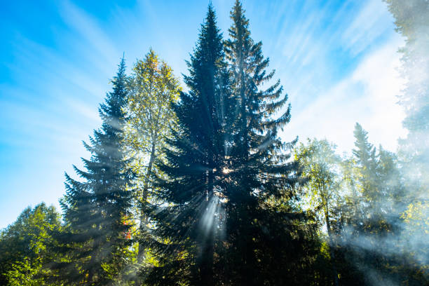 istock Sunbeams filtering through fog and pine trees in forest on sunny day 2198352509