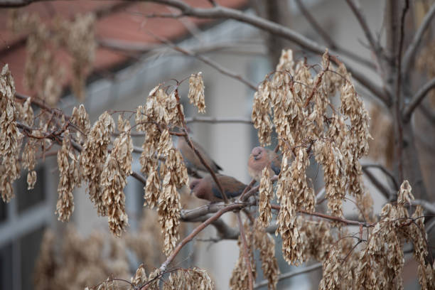 Tree top with dried leaves and doves sitting in tree in winter
