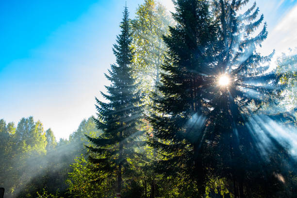 Eucalyptus forest in fog in sun rays