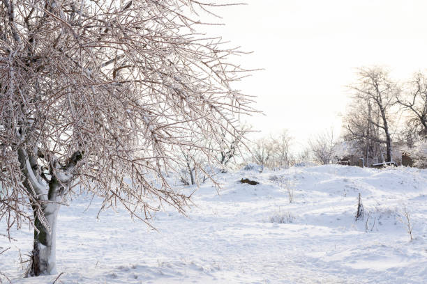 istock winter park and trees in snow. 2198356067