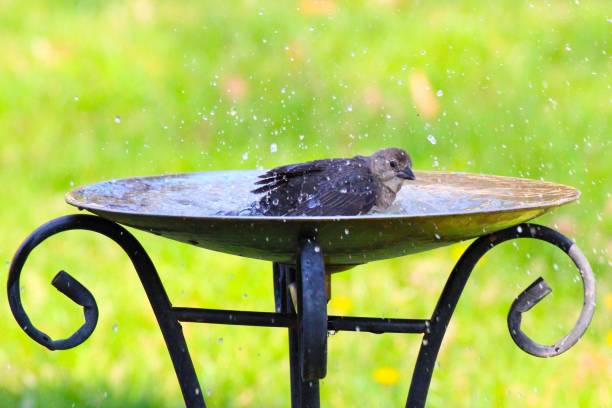istock Bird Bathing in Garden Birdbath 2198356173