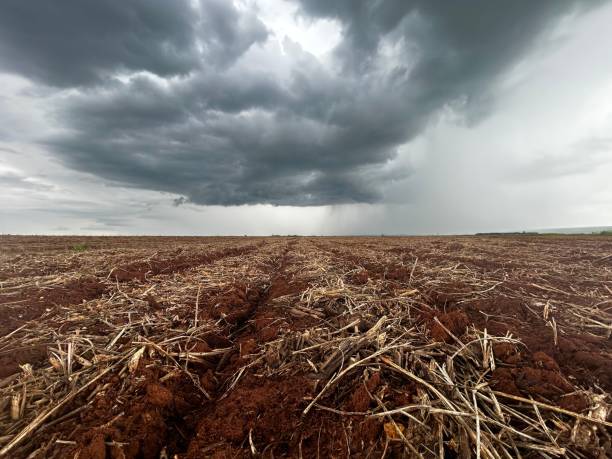 istock Initial phase development of corn plantation on tropical no-tillage system integrated, 2198356797