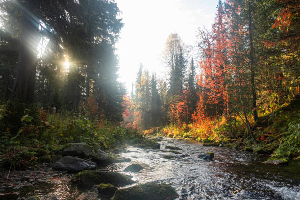 Sunlight shines through the trees, illuminating a peaceful creek in a vibrant autumn forest with red and green foliage.