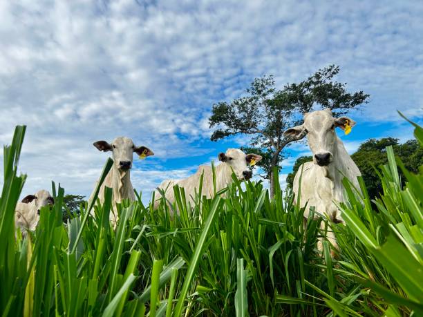 istock Herd of nellore bovine animals on high intensive grass system project. Livestock ranch 2198357016