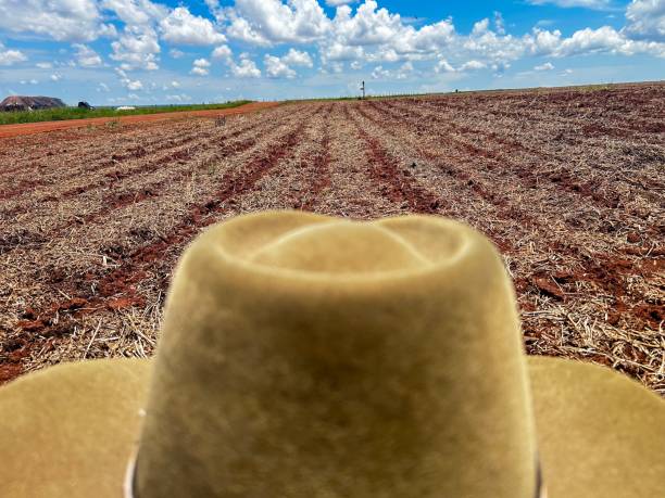 istock Farmer looking for Initial phase development of corn plantation on tropical no-tillage system integrated, 2198357903