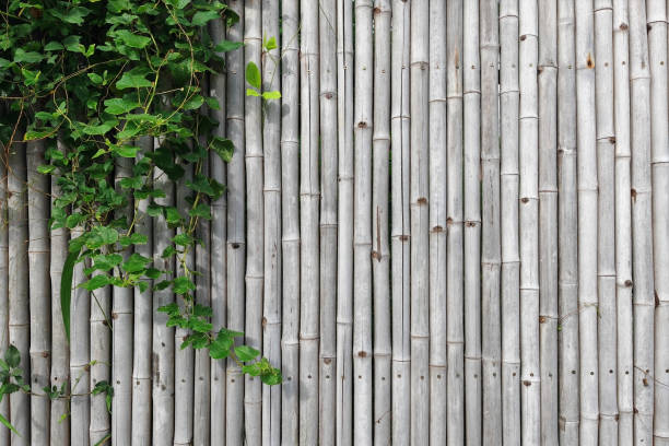 istock White bamboo wall with ivy climber green plant decor 2198357943