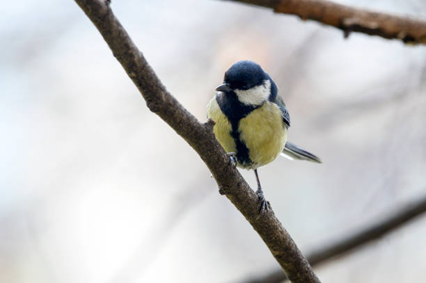 istock Colorful great tit Parus major perched on a tree, photographed in horizontal 2198358086