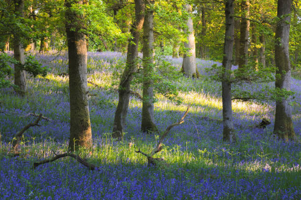 istock Kinclaven Bluebell Wood, Scotland 2198358385