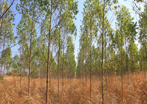 istock Eucalyptus forest trees growthing with dried grass on ground in thailand. 2198359757