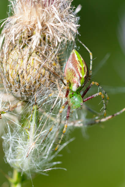 Lynx spider on thistle, Talimena Drive, Oklahoma.