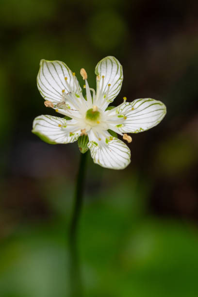 Grass of Parnassus is a rare wildflower for Arkansas. This specimen was photographed at Cossatot River State Park, Arkansas.