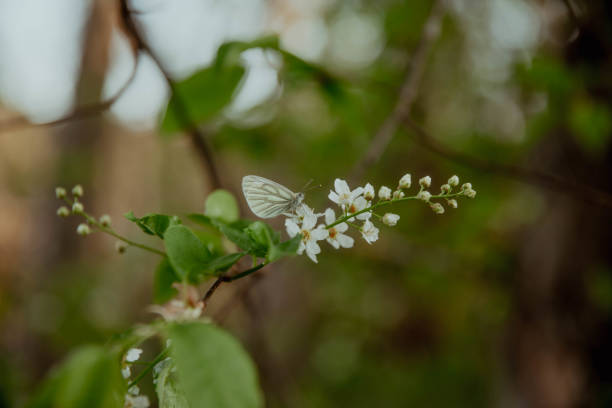 Butterfly on white flowers and blurred foliage in background. High quality photo