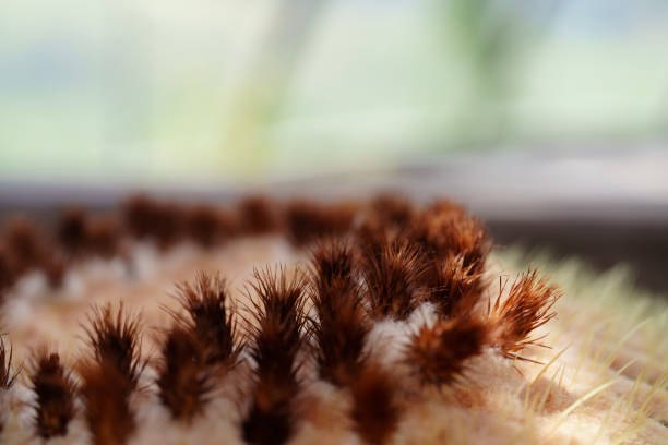It's popularly known as the golden barrel cactus, golden ball, \