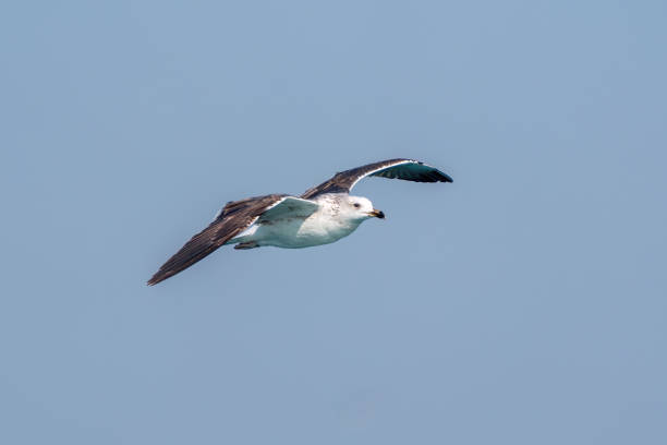 Black-backed gull flying over the sea