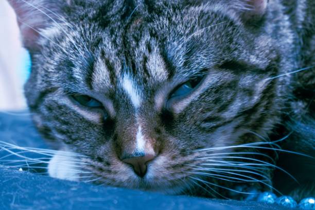 istock Close-up of a tabby cat's face 2198368756