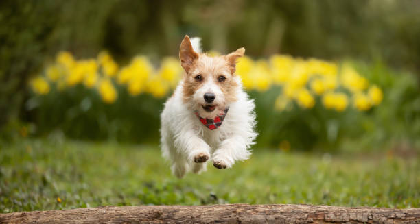 istock Happy dog running in spring on daffodil flowers background, easter, springtime joy 2198368881