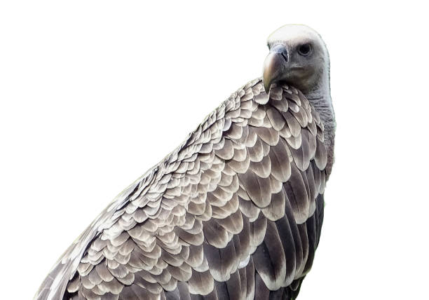 Self Confidence and personal growth business concept as a passive friendly dove character casting a reflection in a mirror of an aggressive bird of prey as a strong hawk with 3D illustration elements.