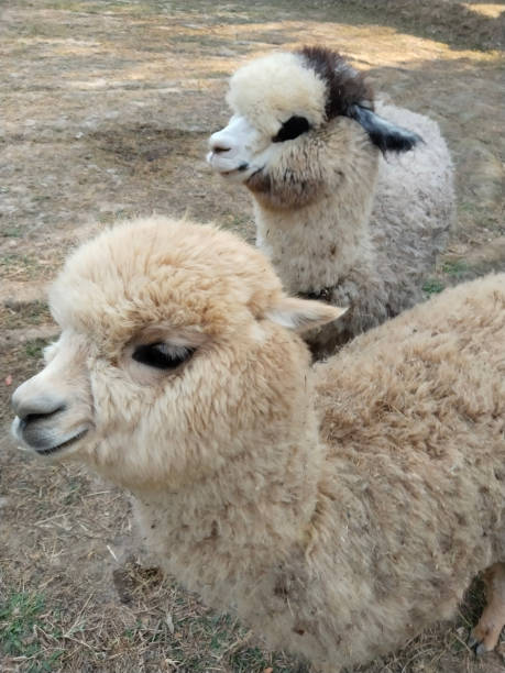 istock Fluffy Young Alpacas Stand in Dry Grass With a Playful Expression in the Sunny Field 2198370578