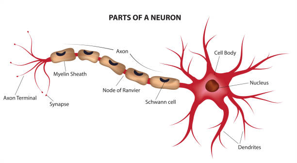 Parts of a neuron Parts of a motor neuron medulla stock illustrations