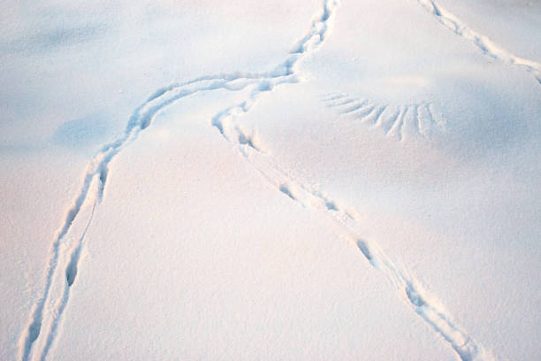 istock Bird traces in the snow 2198371964
