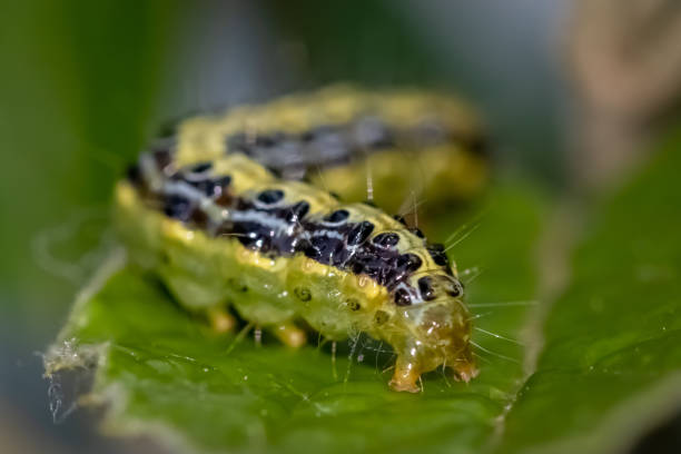 istock Close-Up Image of Caterpillar Resting on Green Leaf Surface 2198373616
