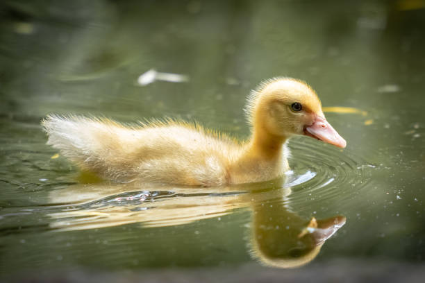 Young duckling gracefully swimming in a tranquil pond, reflecting nature's beauty and peacefulness, showcasing its soft golden feathers and enchanting presence. A heartwarming moment of serenity and childhood innocence.