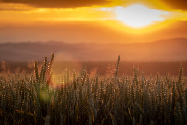istock Golden Sunset Over Wheat Field and Silhouetted Distant Mountains 2198373785