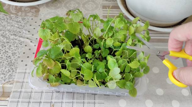 istock Trimming houseplants with scissors. Melissa trimming in a container at home 2198375114
