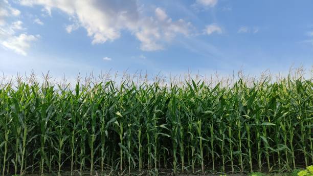 istock Corn sways in the wind. Screensaver corn field on sky background 2198375163
