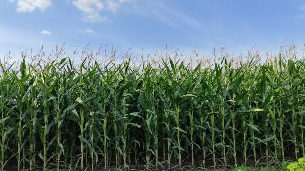 istock Corn sways in the wind. Screensaver corn field on sky background 2198375165
