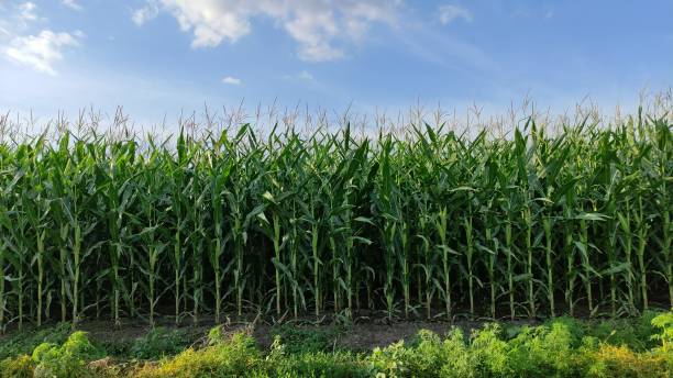 istock Corn sways in the wind. Screensaver corn field on sky background 2198375167