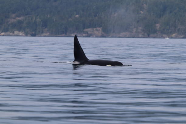 istock Killer Whale Bigg's around Juan de Fuca Strait 2198376532