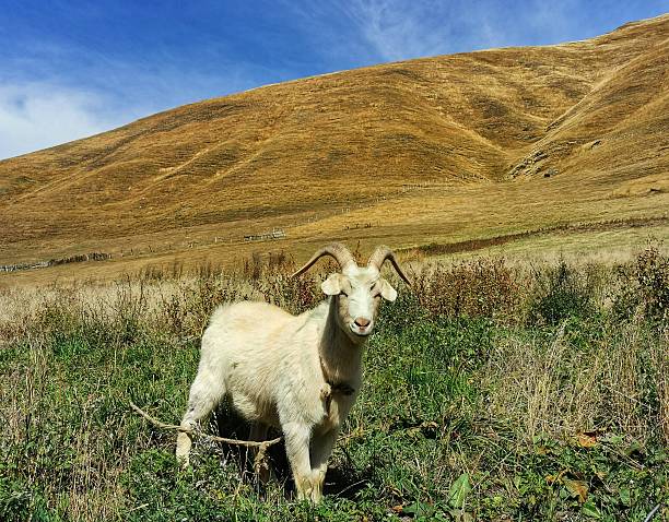 A white mountain goat with large horns standing in a sunlit pasture near dry hills and blue sky.