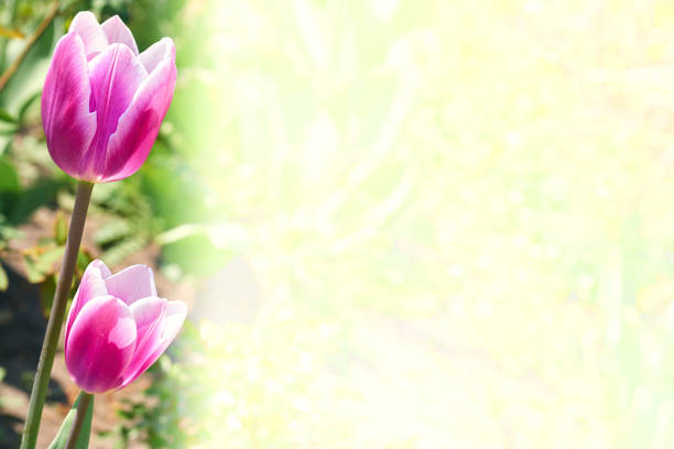 a bulbous spring flowering plant of the lily family, with boldly colored cup shaped flowers