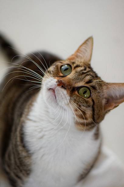 istock Playful Tabby Cat with Christmas Lights Bokeh 2198379116
