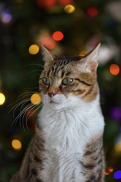 istock Playful Tabby Cat with Christmas Lights Bokeh 2198379739