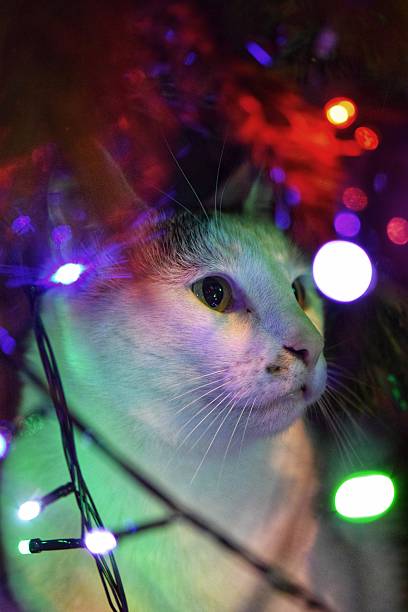 istock White cat with green eyes looking up indoors 2198379769