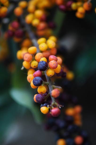istock Wild Forest Berries in Autumn Colors 2198380133