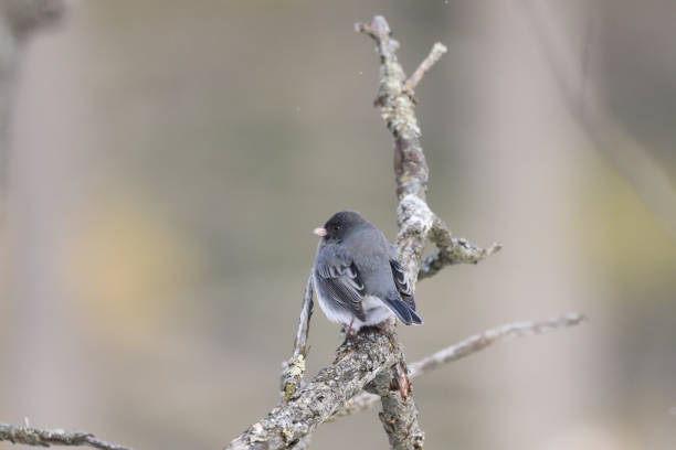 istock Male Dark-eyed Junco perching on a branch 2198380296