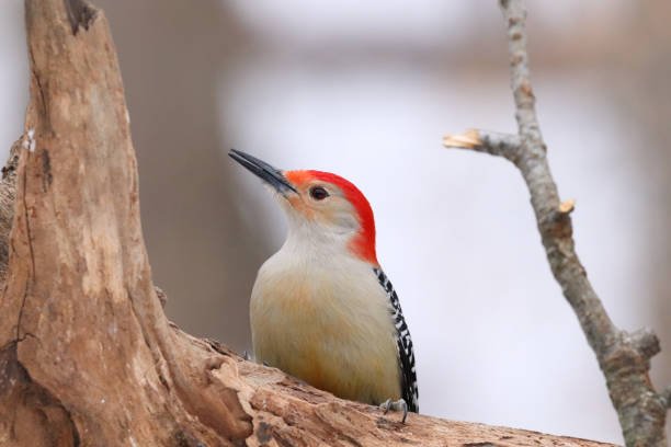 Close up of a red-bellied woodpecker in the woods