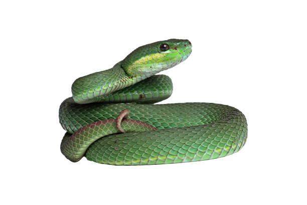istock Green viper snake isolated on white, trimeresurus albolabris 2198380637